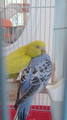 a yellow and blue parakeet sitting on top of another bird in a cage