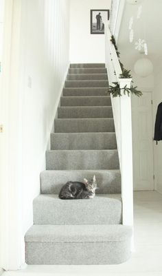 a cat laying on the steps of a house