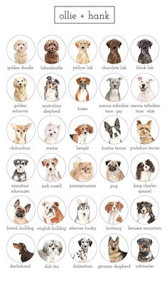 an image of dogs with their names in english and german words on the bottom right hand corner