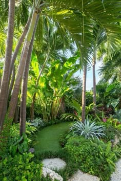 a lush tropical garden with palm trees and rocks