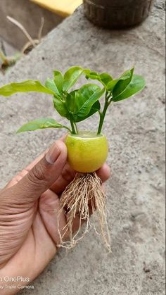 a hand holding a small green plant with roots in it's center, on top of a stone surface