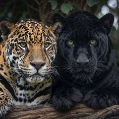 two black and one brown leopard are sitting on a log