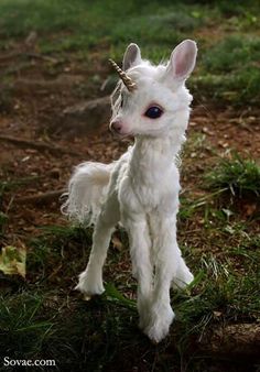 a small white baby goat standing on top of a lush green field