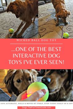 two dogs playing with their toys in the living room, and one is holding a ball