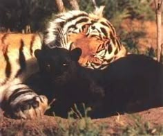 two tigers are laying down in the grass and one is rubbing its head against another