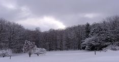 a snowy field with trees in the background