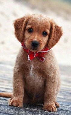 a small brown dog with a red bow tie sitting on the ground looking at the camera