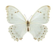 a white butterfly with brown spots on its wings and back wing, sitting in front of a light pink background