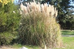 the tall grass is growing in the field