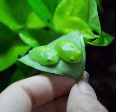 two tiny green plants sitting on top of a leaf