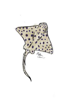 a drawing of a spotted manta ray