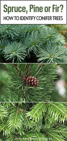 pine tree with the words spruce, pine or fir? how to identify conifer trees