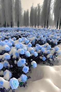 blue flowers in the snow surrounded by trees