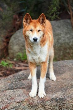 a brown and white dog standing on top of a rock