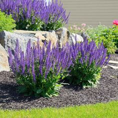 purple flowers are growing in the garden next to a rock and grass lawning area