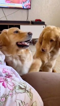 two dogs are sitting on the couch and watching tv in the living room with their paws up