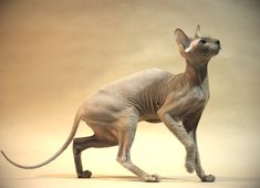 a hairless cat standing on its hind legs in front of a beige background,