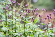 purple flowers are blooming in the garden