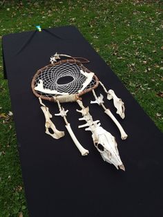 an arrangement of animal bones on a black tablecloth in the middle of a field