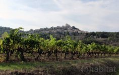 a bunch of trees that are in the grass near some hills and houses on top of a hill