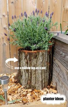 a tree stump with purple flowers growing out of it