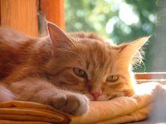 an orange tabby cat laying on top of a yellow blanket next to a window