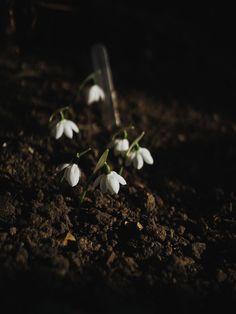 small white flowers growing out of the ground in the dark with a garden tool nearby