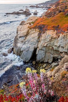 the rocky coast is covered in colorful flowers