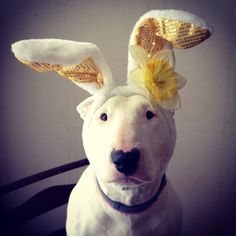 a white dog wearing a yellow flower and gold sequins on it's ears