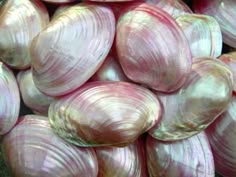 some pink shells are piled up together