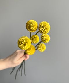 a hand holding yellow flowers against a gray background