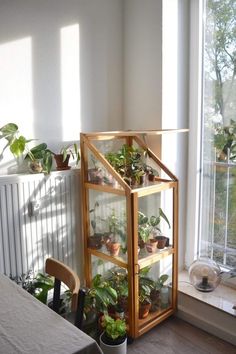 a house plant in a glass case next to a table with chairs and a radiator