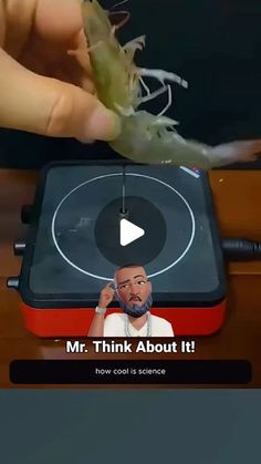 a person is holding a large shrimp in front of a screen with the caption mr think about it how cool is science?