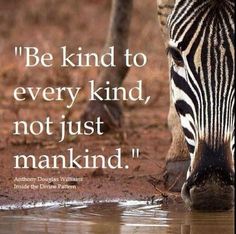 a zebra drinking water from a puddle with the quote be kind to every kind, not just mankind