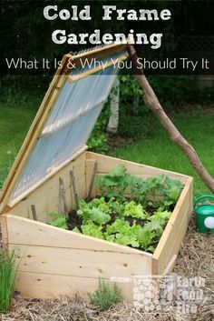 an open wooden box filled with lettuce and other plants in the grass next to a