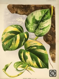 a painting of green leaves on a white background