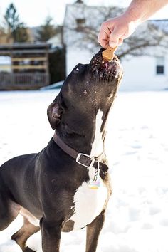 a black and white dog standing in the snow with it's owner feeding him