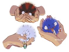 two hands holding different types of hedgehogs