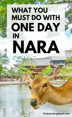 a deer with the words how to plan a perfect one day in nara