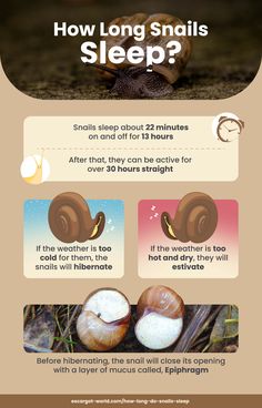 an info sheet describing how long snails sleep