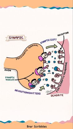 Nerve Impulse, Human Nervous System, Learn Biology, Study Biology, Biology Classroom, Biology Facts