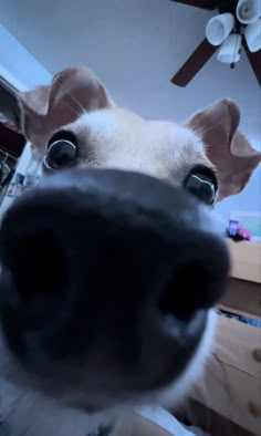 a close up of a dog's face with the camera pointed at it and looking directly into the camera