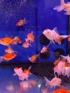 many goldfish are swimming in an aquarium