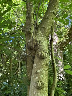 the trunk of a tree with eyes drawn on it