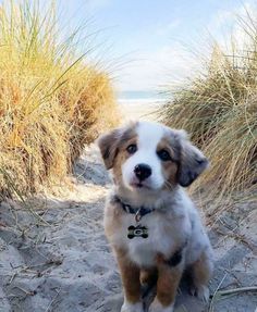 a brown and white dog sitting on top of a sandy beach next to tall grass