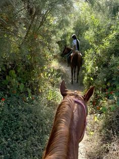 two people riding horses on a trail in the woods