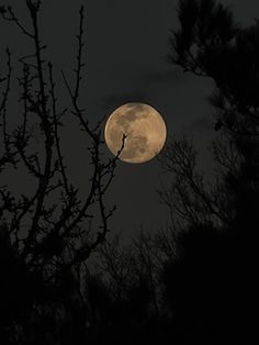 the full moon is seen through some trees