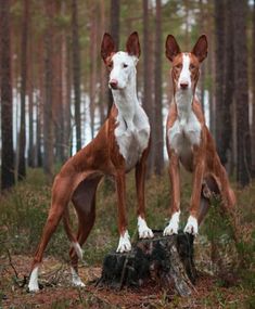 Ibizan Hound Dogs Tattoo Ideas, Dog Easter Basket, Dog Easter, Dog Hunting, Famous Dogs