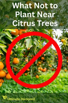 an orange tree with the words, what not to plant near citrus trees is forbidden