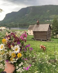 a person holding a bouquet of wild flowers in front of a barn and cow pasture